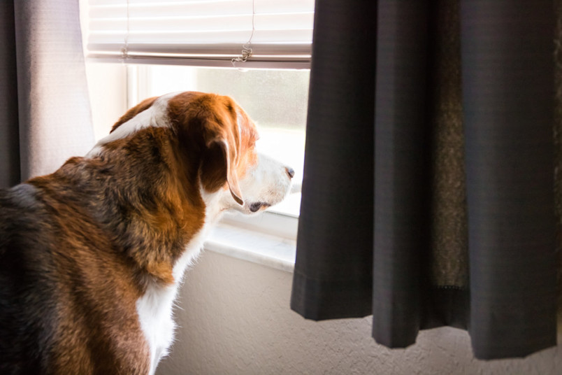 Anxious dog watching out the window