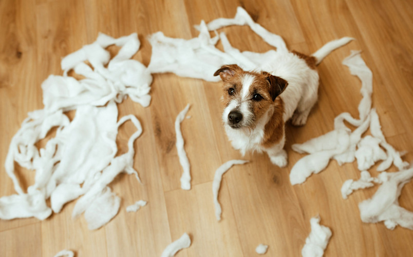 Dog in a mess