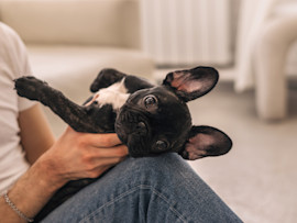 a puppy with his owner during the first 48 hours he was brought home