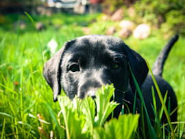 A curious black Labrador puppy sits in tall green grass looking directly at the camera, representing the concern pet owners have when their dogs might encounter or ingest stink bugs in outdoor environments.