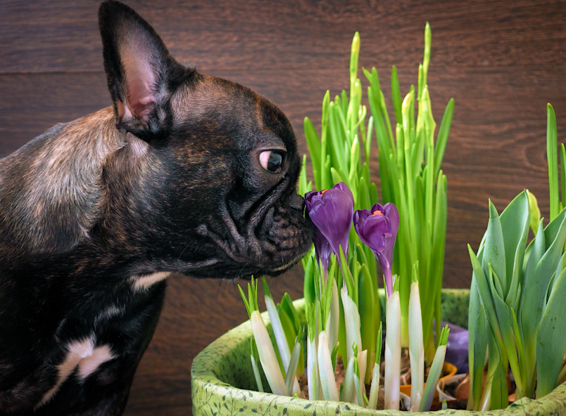 Curious black dog loves nature. This is probably where its owner took idea for its black-inspired nature-like name. A plant might have caught its eye in its humans' home and from then on was named after it.
