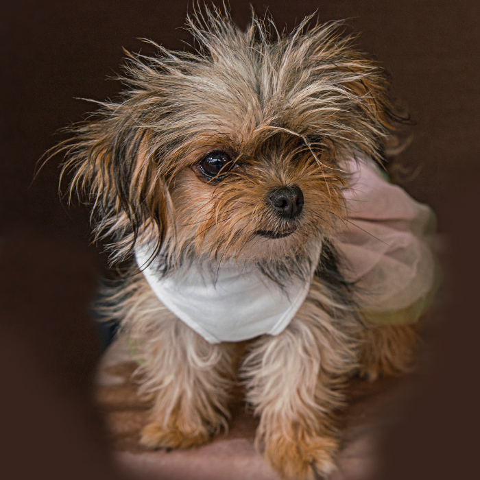 A Chorkie dog posing in a photoshoot, looking all shaggy with its fur yet adorable with its expressive eyes, wearing a white bandana with a dress. This image displays the unique blend of Chihuahua and Yorkshire Terrier which results to a Chorkie.