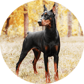 Doberman Pinscher Dog Breed