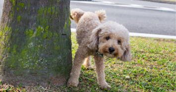 dog peeing on tree