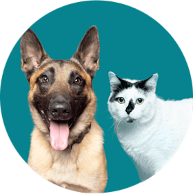 dog and cat sitting together