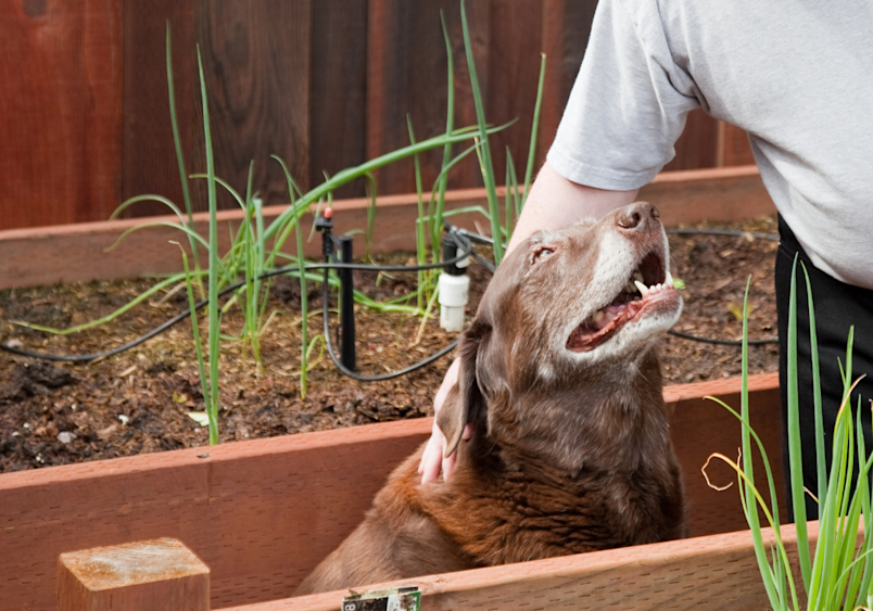 A brown dog is sitting in a raised garden bed surrounded by green onion plants, looking up at a person gently petting its head. This image highlights the importance of keeping dogs away from onions, as they can be toxic to pets.