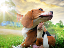 A beagle scratching itself in a grassy field, displaying common signs of seasonal allergies in dogs, with the puppy tilting its head and using its hind leg to scratch its neck while sitting in sunlit grass during golden hour.