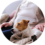 Emotional Support Dog Comforting Owner by Lying Down on Their Lap