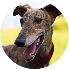 Greyhound Dog Breed