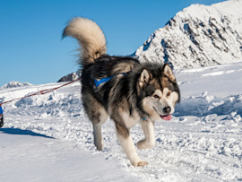 A snow-loving northern breed having fun sledding in the snow, to get some exercise during the winter.