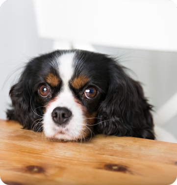 A dog gazing up at you with those soulful brown eyes, resting their black and white face on your wooden table - looking exactly like they're giving you that "Where's my prescription food?" face that every pet parent knows all too well.