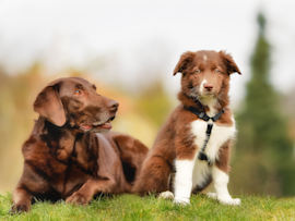 Two dogs sit together on grass - a mature chocolate Labrador and a younger brown and white Border Collie mix - demonstrating the different stages of dog aging and development compared to human years.