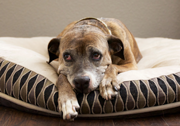 This brown dog with a shiny coat looks guilty as it sits on a soft white cushion bed, having ingested a foreign object. If you're wondering how to induce vomiting in a dog safely, it's important to consult a veterinarian for guidance.