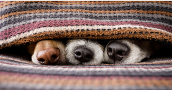 three dog noses peaking out from under blanket
