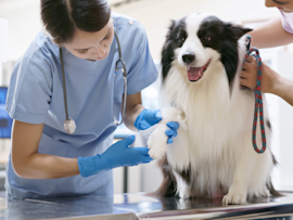 A veterinarian in blue scrubs examines a black and white Border Collie on an examination table while an assistant helps hold the dog steady, showing professional veterinary care which should be consulted before deciding whether Neosporin is safe for dogs with wounds or skin issues.