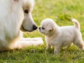 A fluffy white adult dog gently noses a tiny white puppy on green grass, reminding us that these precious early moments need protection through a proper puppy vaccine schedule - something all new dog parents should follow to keep their little ones safe while they grow and explore the world.