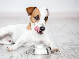 Is cat food bad for dogs? This dog is seen beside a food bowl, raising the question of whether it's the dog's bowl or a cat's, highlighting the important consideration of nutritional differences between dog food and cat food for pet owners.